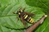 Sesia apiformis